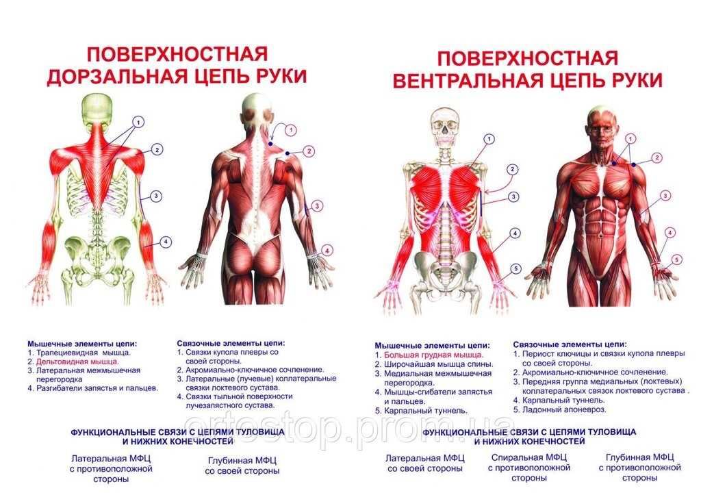 Плакат анатомический – мускулатура человека