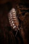 Armadillidium klugii "biscuit", piękne równonogi, kulanki, isopoda