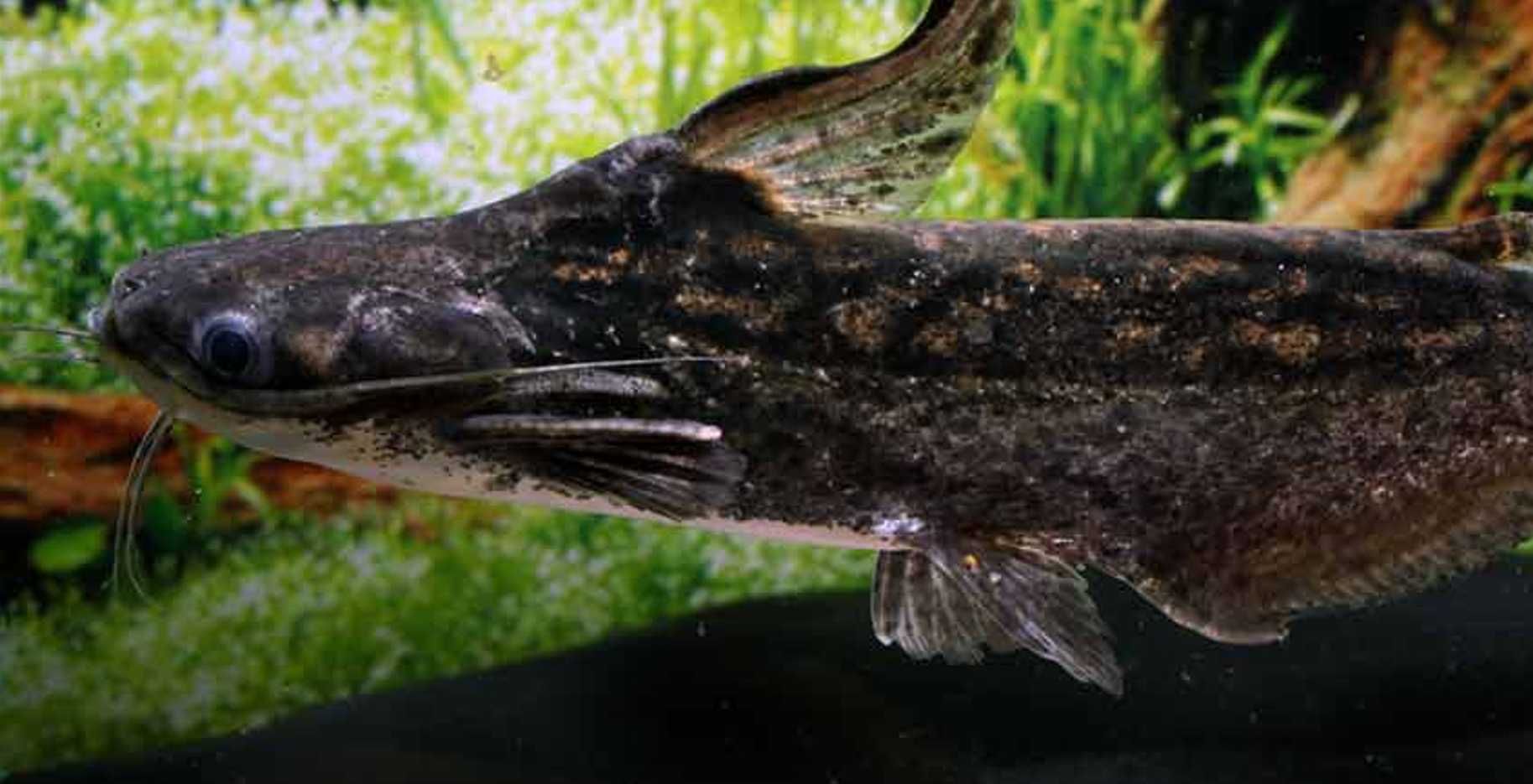 Trachelyopterus fisheri - Sumik - Sum - dowozimy, wysyłamy