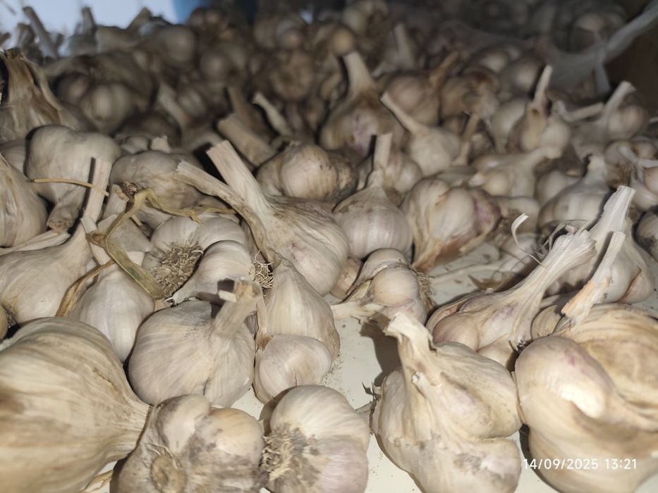 Czosnek spożywczy Majówka 1kg, duże główki