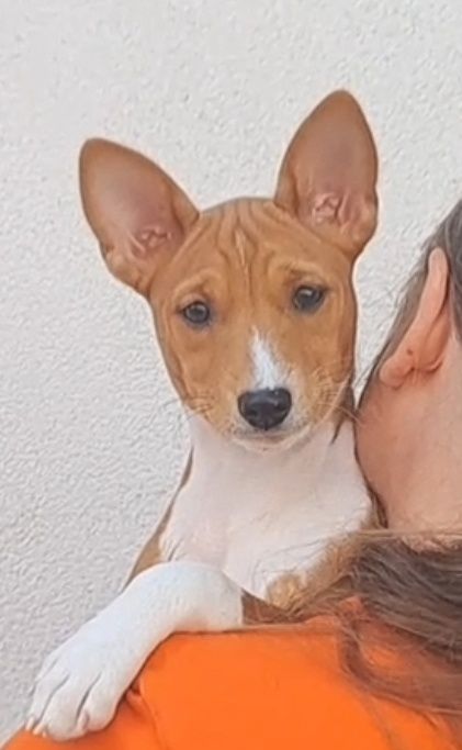 Щенок басенджи . Basenji puppy, FCI-UKU