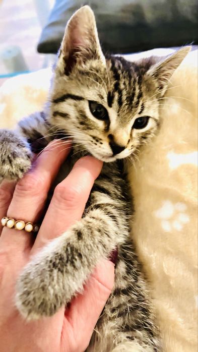 Do adopcji slodki Rogalik