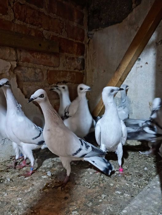 Sprzedam gołębie jasne i żałobniki