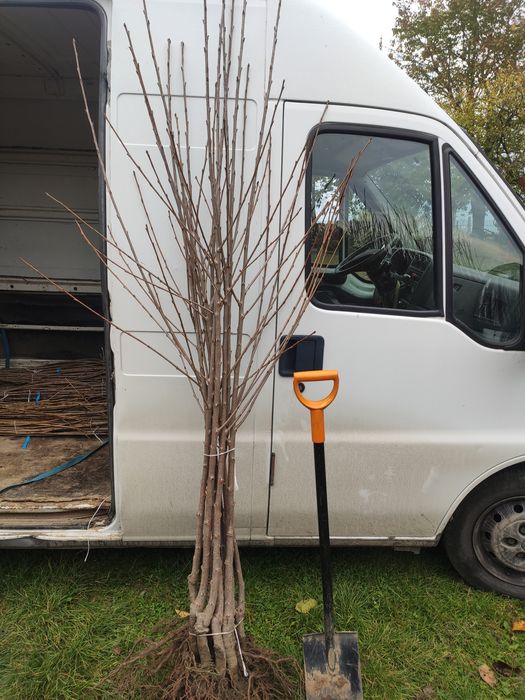 Drzewka Owocowe Producent Wysyłka