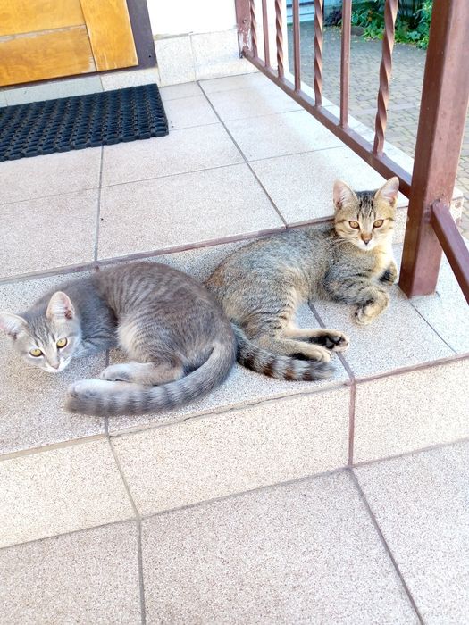 Котики чекають на дбайливого господаря