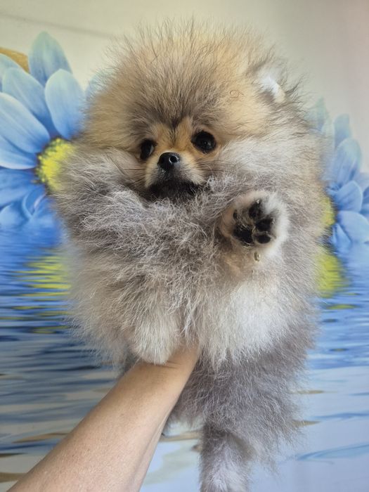 Pomeranian mini. Piesek