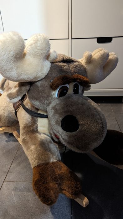 Bujak renifer łoś stan bardzo dobry na biegunach