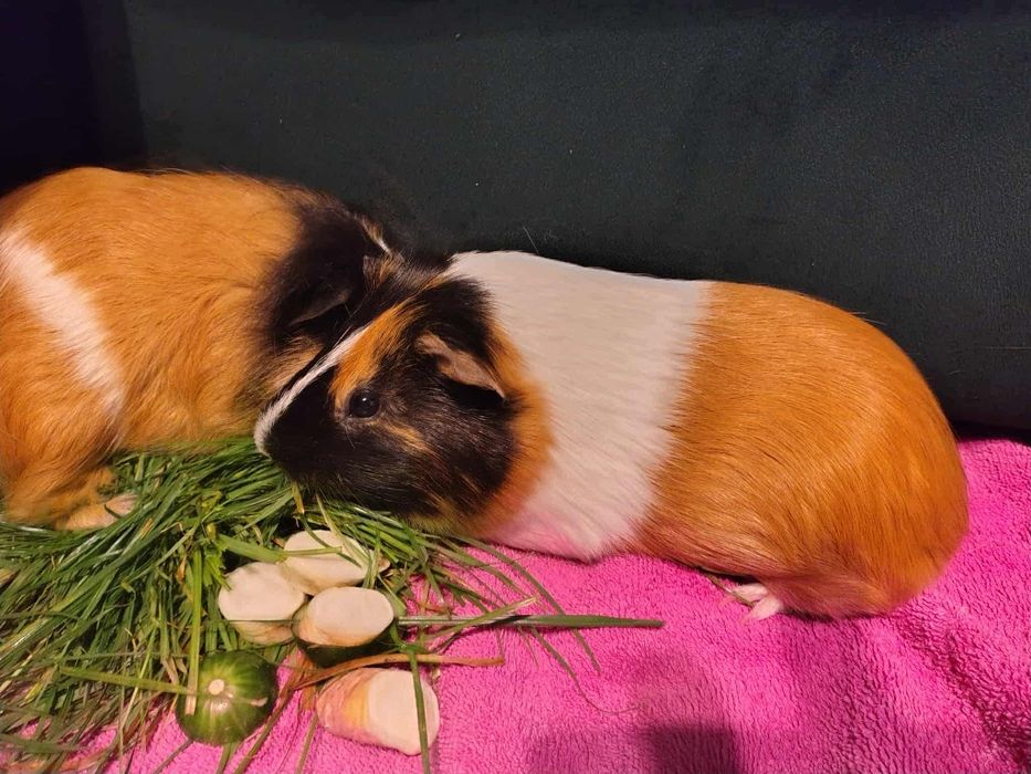 Oddam świnkę morską samca