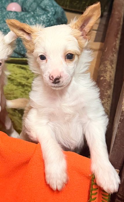 Chiński Grzywacz  piesek po Championach