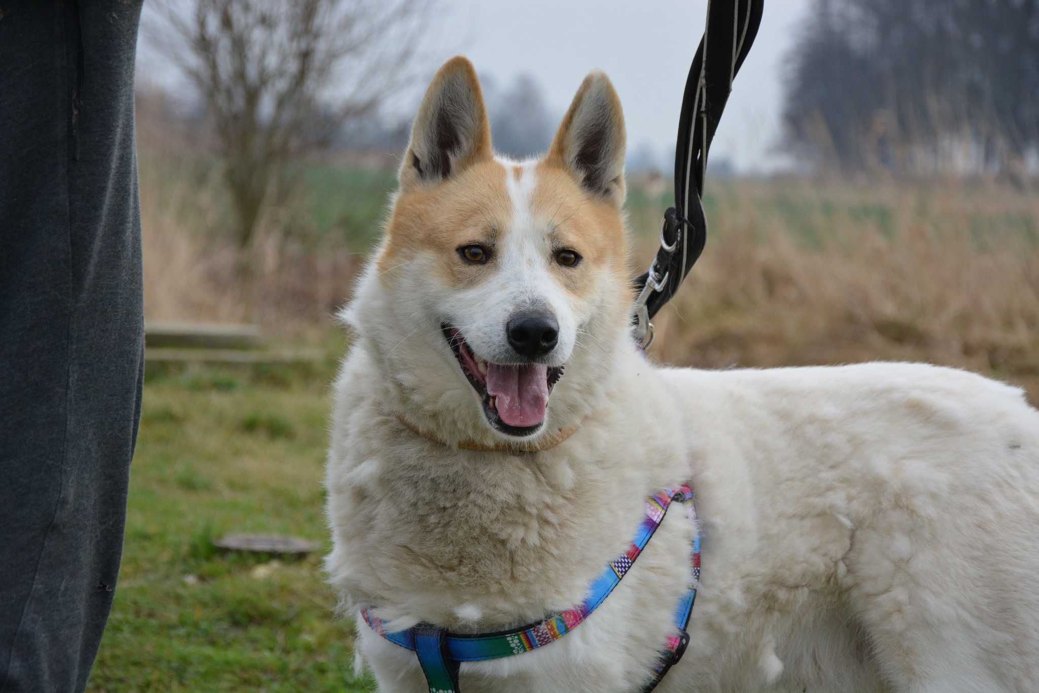 Winter - pies jak łajka zachodniosyberyjska ADOPCJA