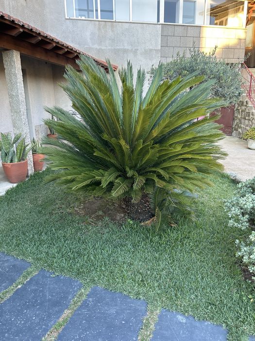 Palmeira Cyca Revoluta