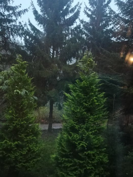 Oddam drzewo za wycinkę