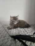 Maine Coon niebieski kocur