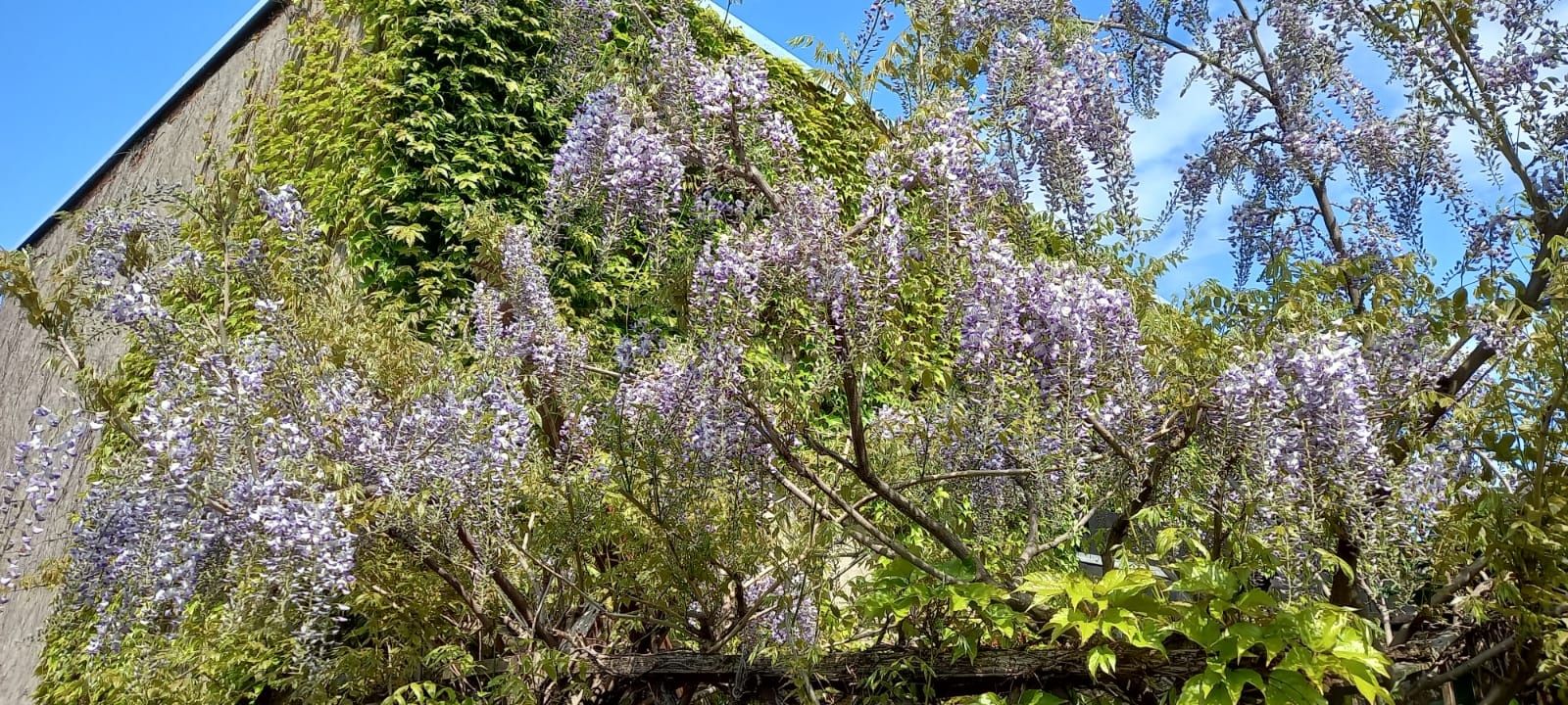 Wisterie, funkie, konwalie, laurowisnie
