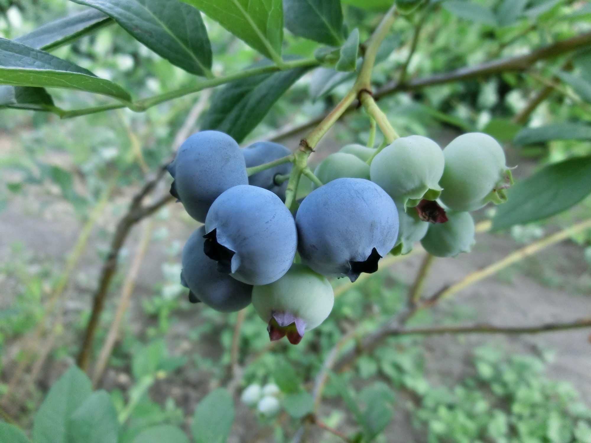 Саджанці лохини (голубика), журавлини (клюква) з закритою кореневою