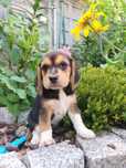 Beagel suczka gotowa do odbioru