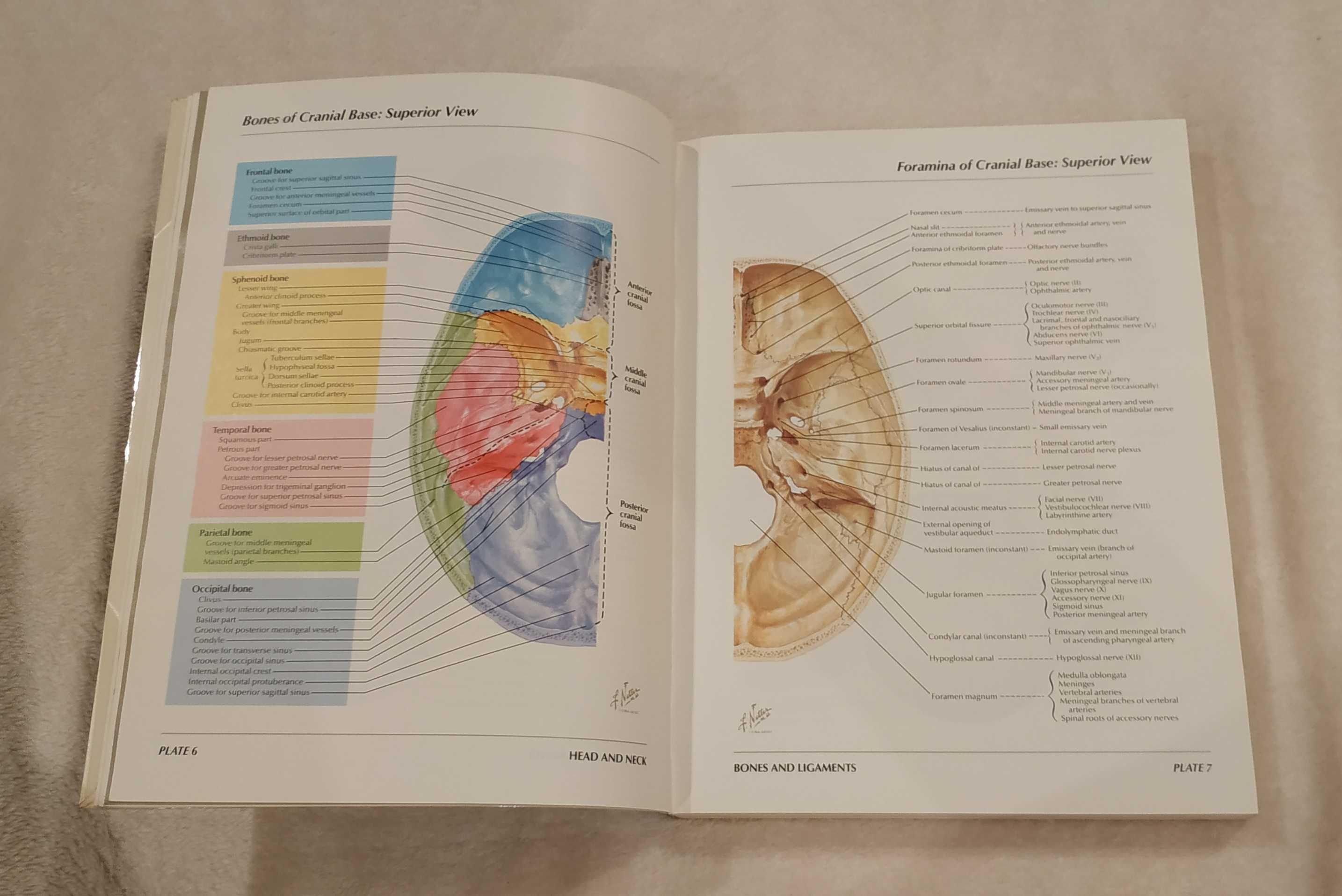 Netter - Atlas of Human Anatomy