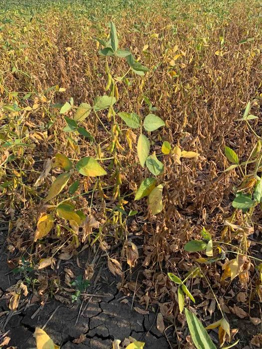 Продам насіння сої Софія під раундап