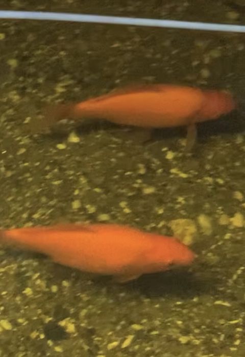 Peixes de agua fria para lagos