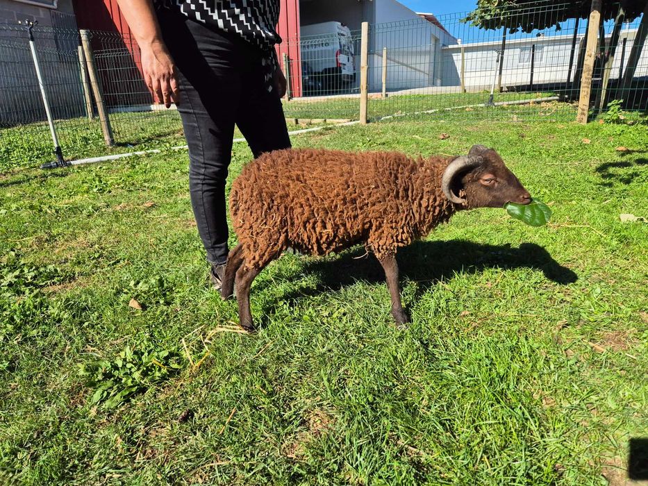 Borrego Micro-Anão Dócil