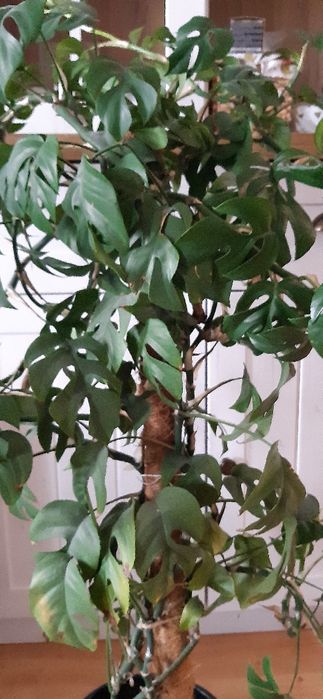 Monstera minima raphidophora tetrasperma variegata