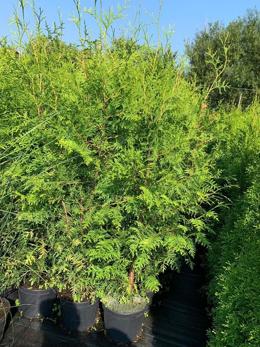 Thuja Brabant ok 1,60m / Tuja Brabant / Tuja Żywopłotowa