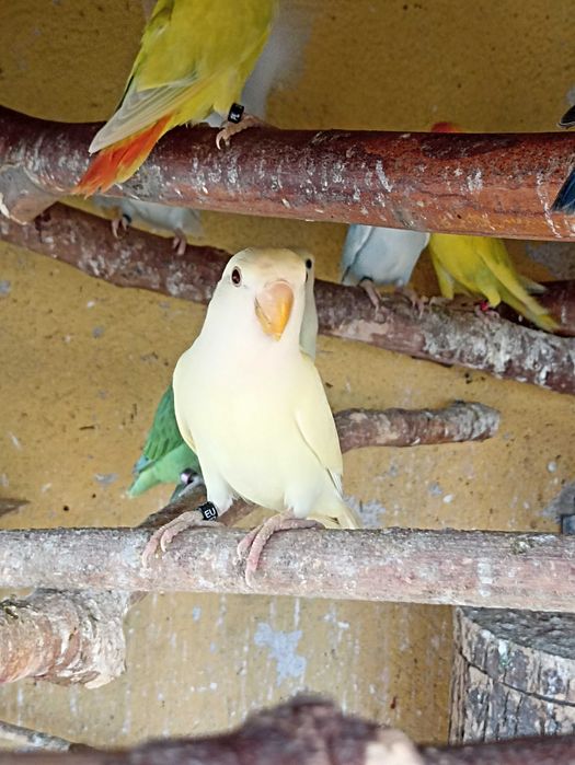 Nierozłączki czerwonoczelne 2025