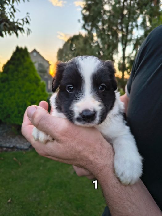 Piesek Border Collie