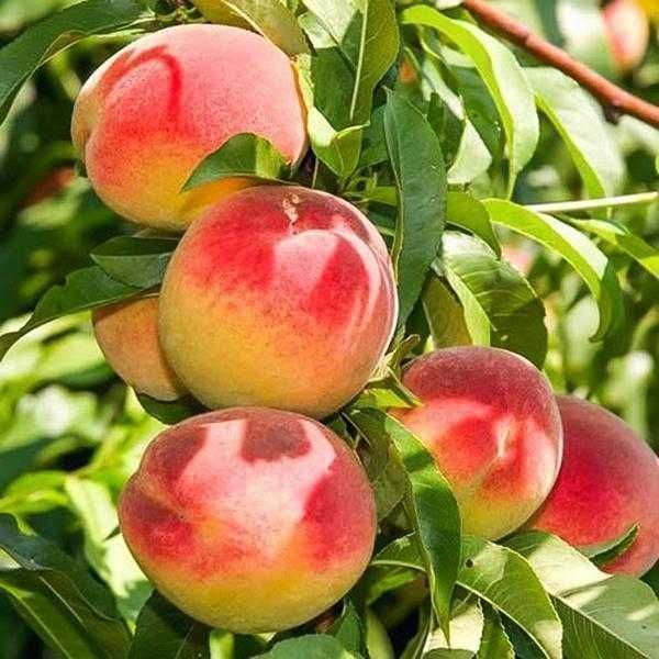 Саженцы персика. Саджанці персика (різних сортів) із пітомника