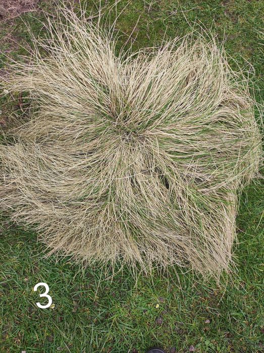 Kostrzewa sina 3 duże kępy