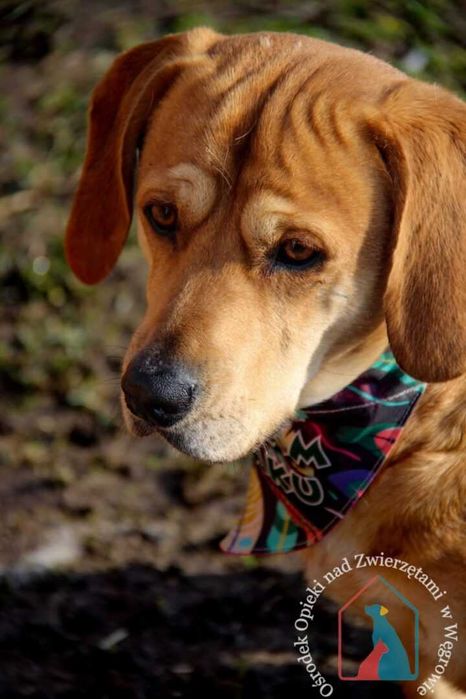 Piękny, wrażliwy psiak ale bardzo samotny i smutny - pomóż