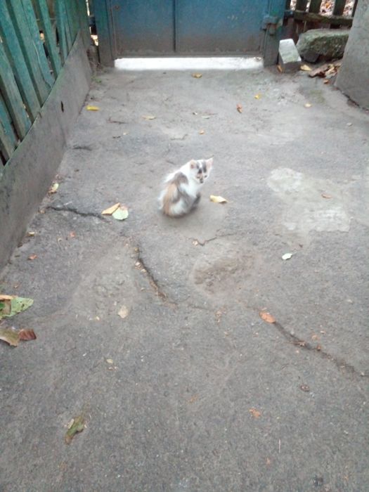 Пушистые, веселые, здоровые котята.