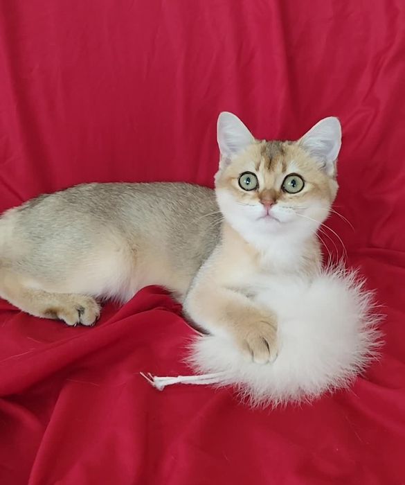 Прямоухие шикарные котята золотая шиншилла мальчик девочка