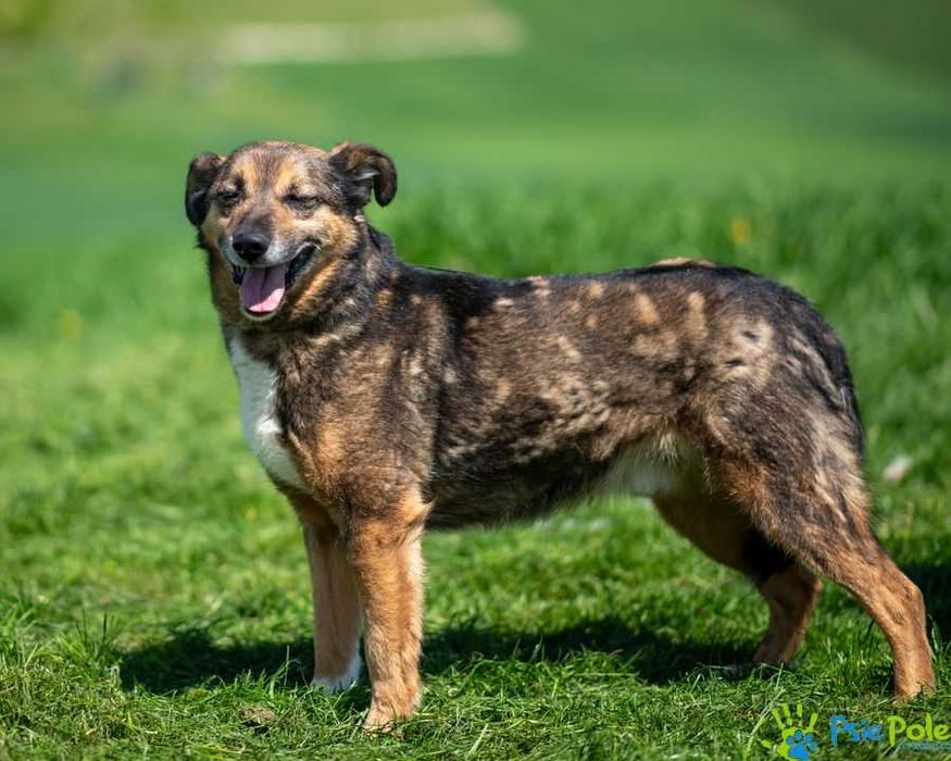 Niewielki, miły psiak HEROS szuka domku!