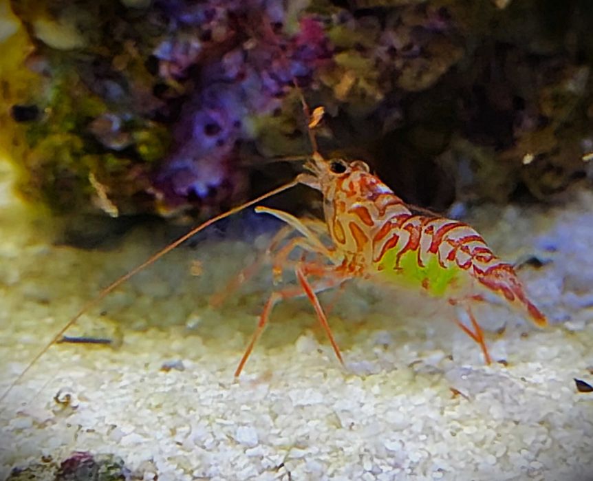 Krewetka Lysmata kuekenthali. Morskie