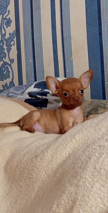 Шикарная малышка Той терьер.