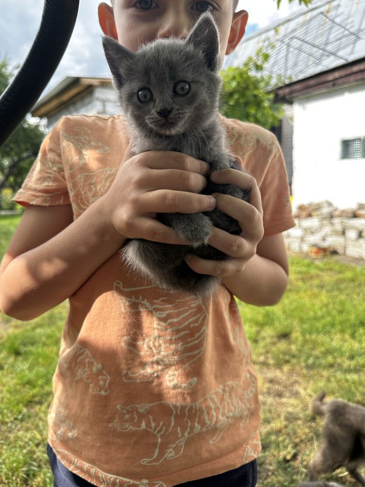 Кошенята домашні маленькі