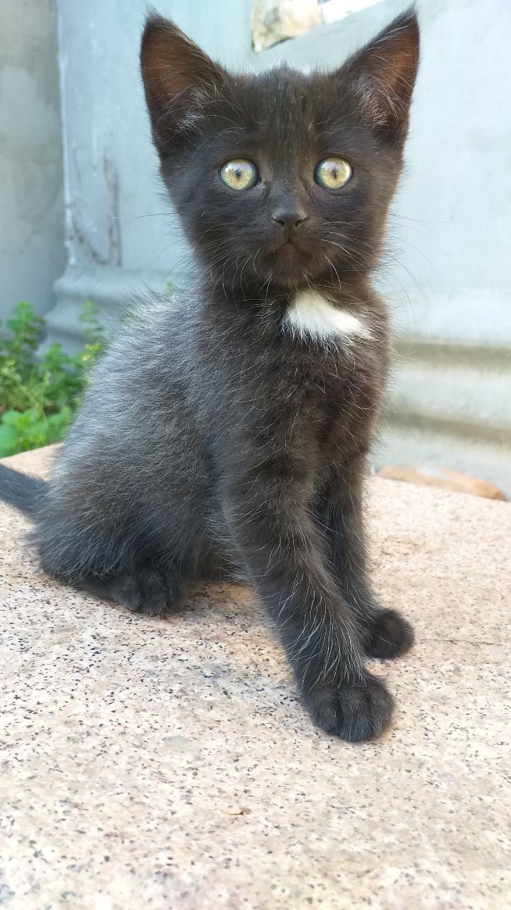 Кошенята шукають дім