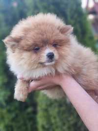 Szpic miniaturowy POMERANIAN suczka piesek szczeniaki szczenię do odbi