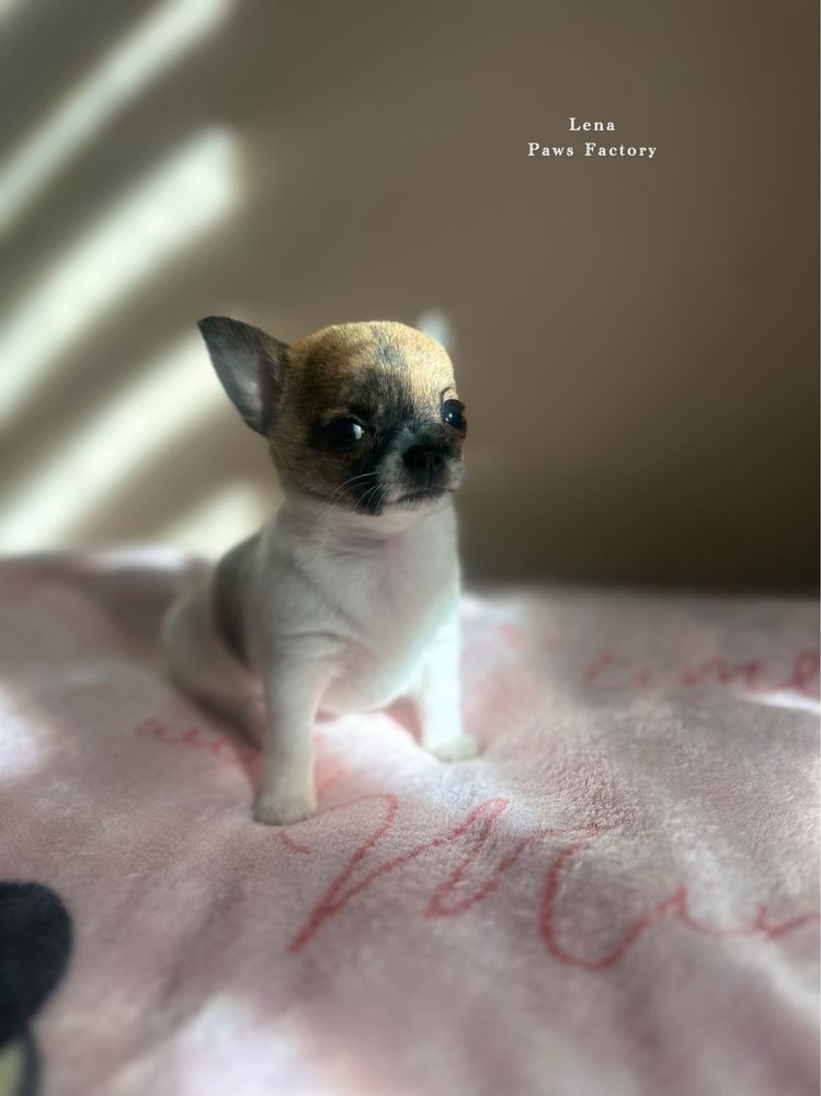 Unikatowa malutka chihuahua biała z pręgami