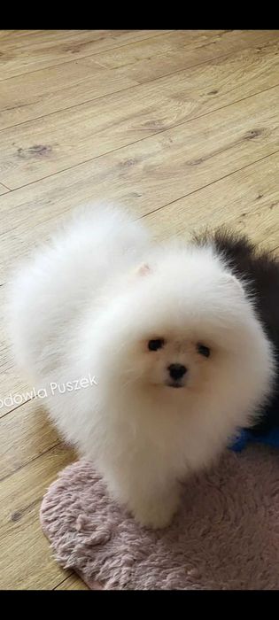 !!! Okazja!!!Miś pomeranian