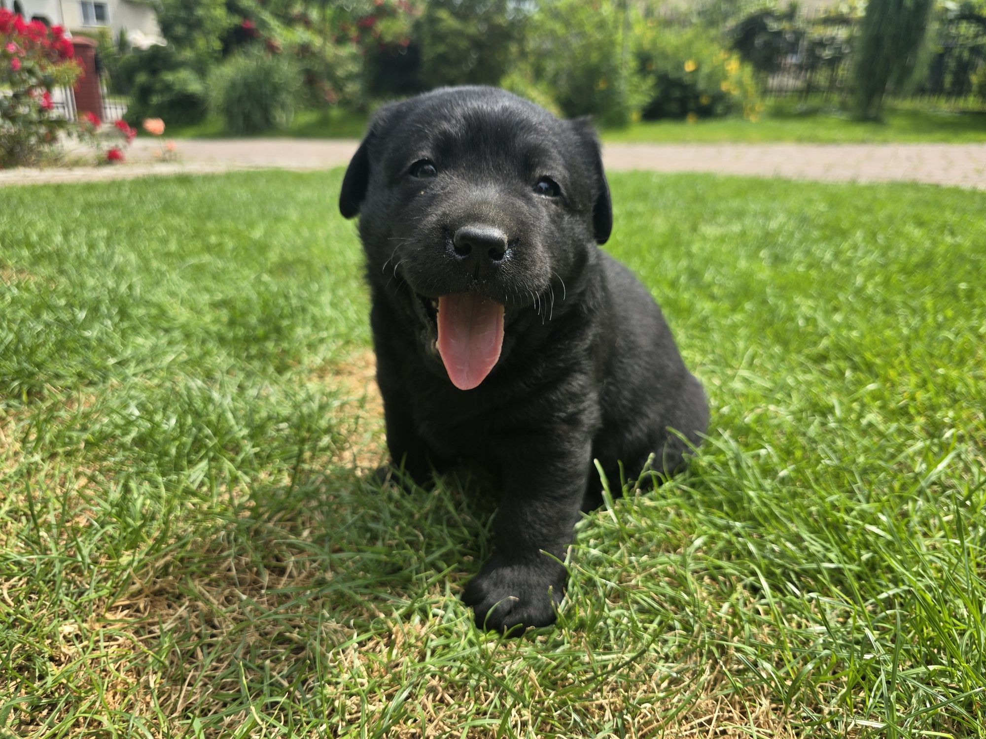 Labrador Retriever! Czarny, grubej kości szczeniak!