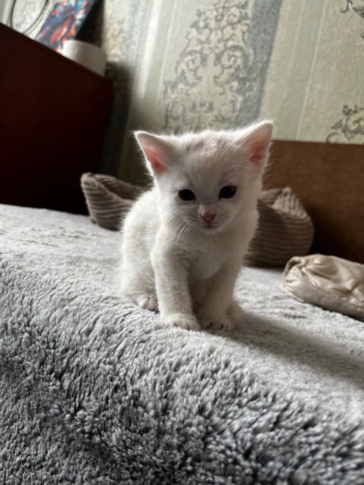 Віддаю двох кішечок