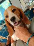 Beagle piesek 8 miesieczny  tricolor  Cochise  Simpatica PS (FCI)