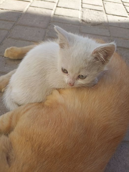 Отдам в добрые руки