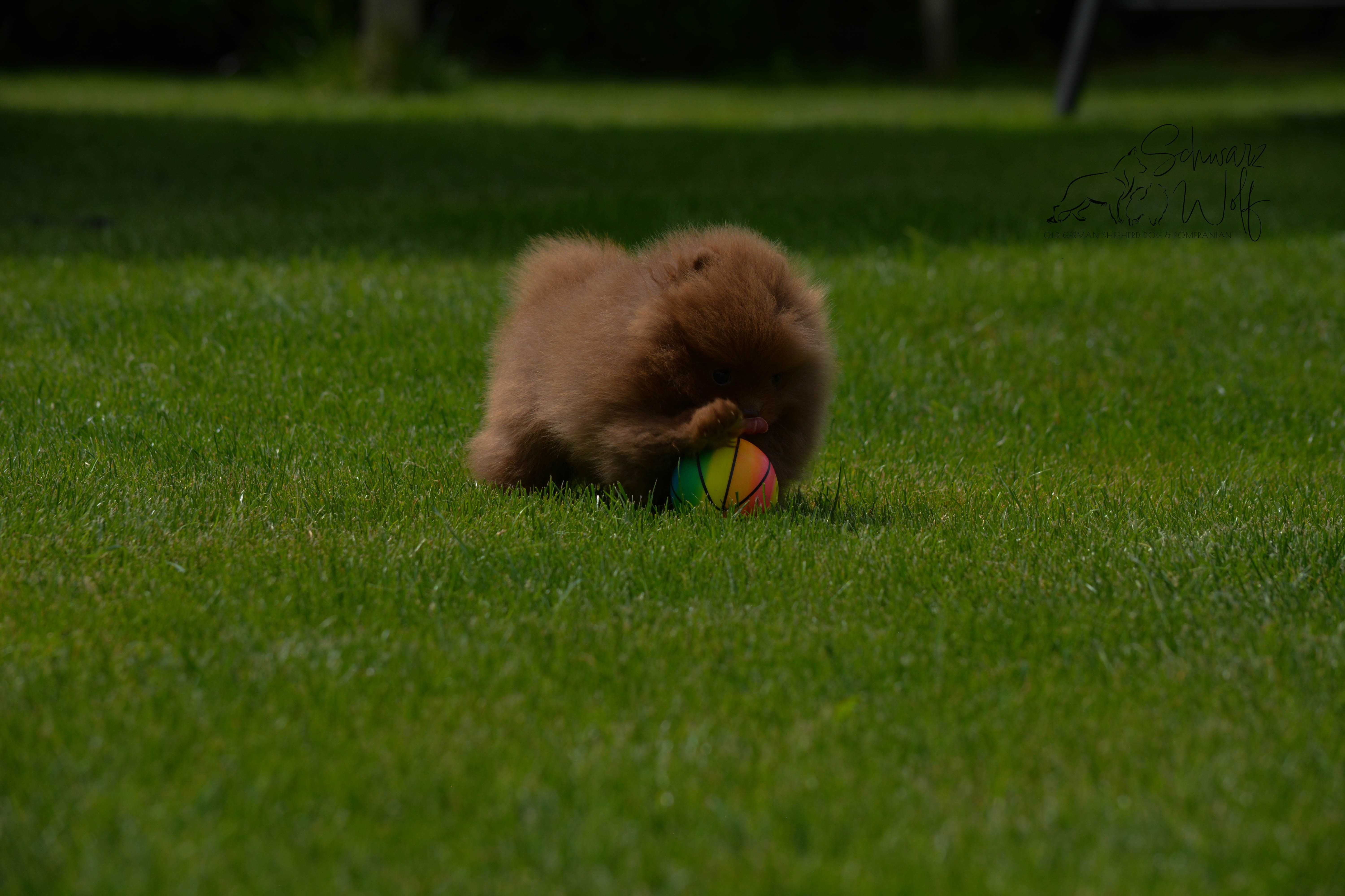 Szpic Miniaturowy Pomeranian czekoladowa dziewczynka