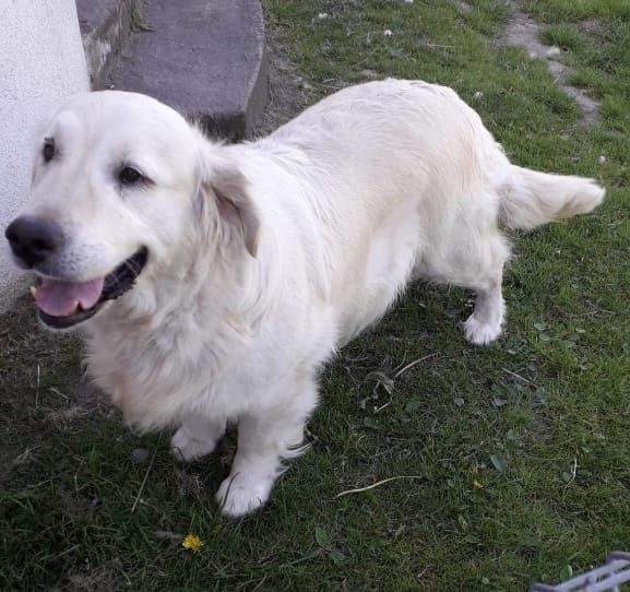 Golden Retriever ZkwP FCI piesek