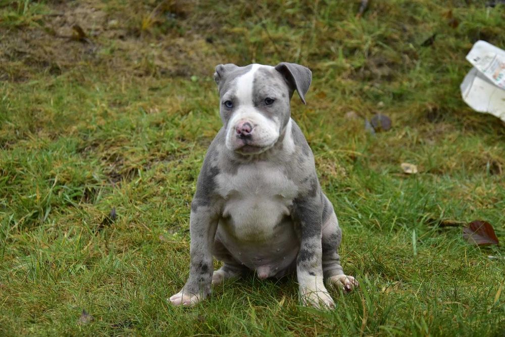 Amstaff merle BŁĘKITNE OKO