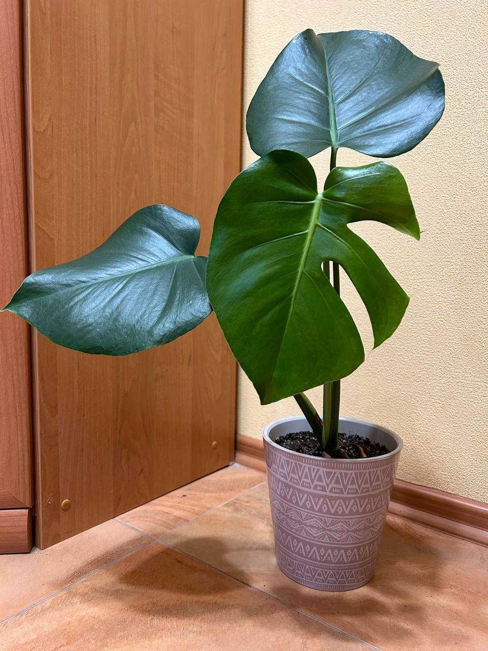 Монстера Monstera deliciosa