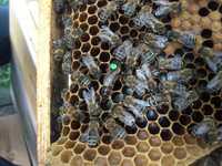 Бджоломатки карніка Тройзек-Вароатолеранц (австрійка) плідні.матка.
